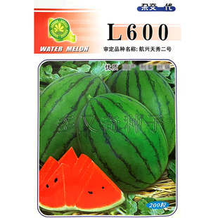 L600西瓜种子 航兴天秀二号小礼品西瓜籽椭圆形酥脆口感好水果籽