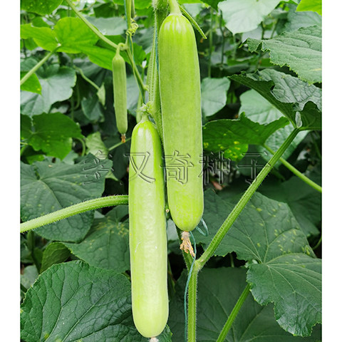 中农脆玉4号黄瓜种子 春秋淡白绿色无刺无棱水果小黄瓜种子脆甜