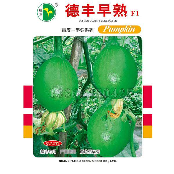 德丰早熟南瓜种子 春播早熟圆球形青皮一串铃菜嫩南瓜籽蔬菜种子