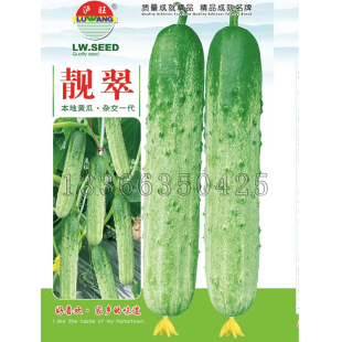 靓翠黄瓜种子 春播早熟旱黄瓜土黄瓜种子味道好绿白色顺直菜籽种
