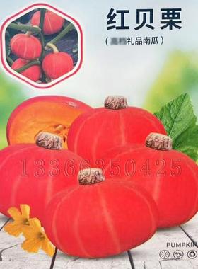 红贝栗南瓜种子 春播早熟红色小贝贝南瓜籽扁圆形粉质度高蔬菜籽