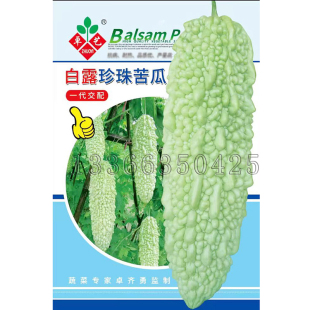 白露珍珠苦瓜种子 华南春秋播白绿色有光泽长势强凉瓜种子蔬菜籽
