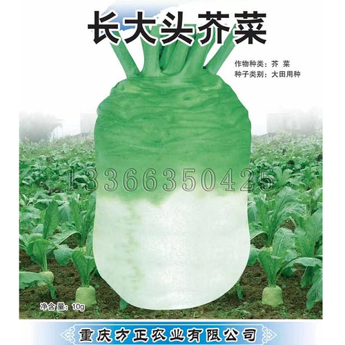 长大头芥菜种子 秋播中熟大头菜种子根芥菜白肉不易空心蔬菜种子