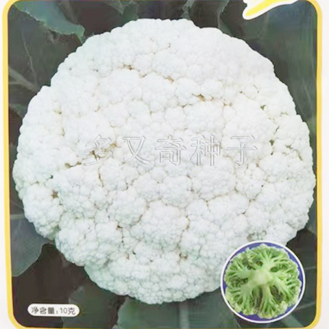 谊禾65松花菜种子 台湾引进中熟青梗花椰菜种子全松白菜花种子10g