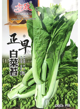 正早白菜苔种子 秋播早熟尖圆叶嫩白色菜薹菜心种子分枝多口感好