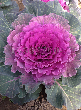 京莲红3号甘蓝种子 秋播内叶红色圆叶羽衣甘蓝籽观赏食用蔬菜种子