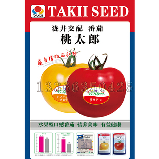 日本泷井桃太郎番茄种子系列 桃梦茜桃星桃太粉心动水果西红柿籽
