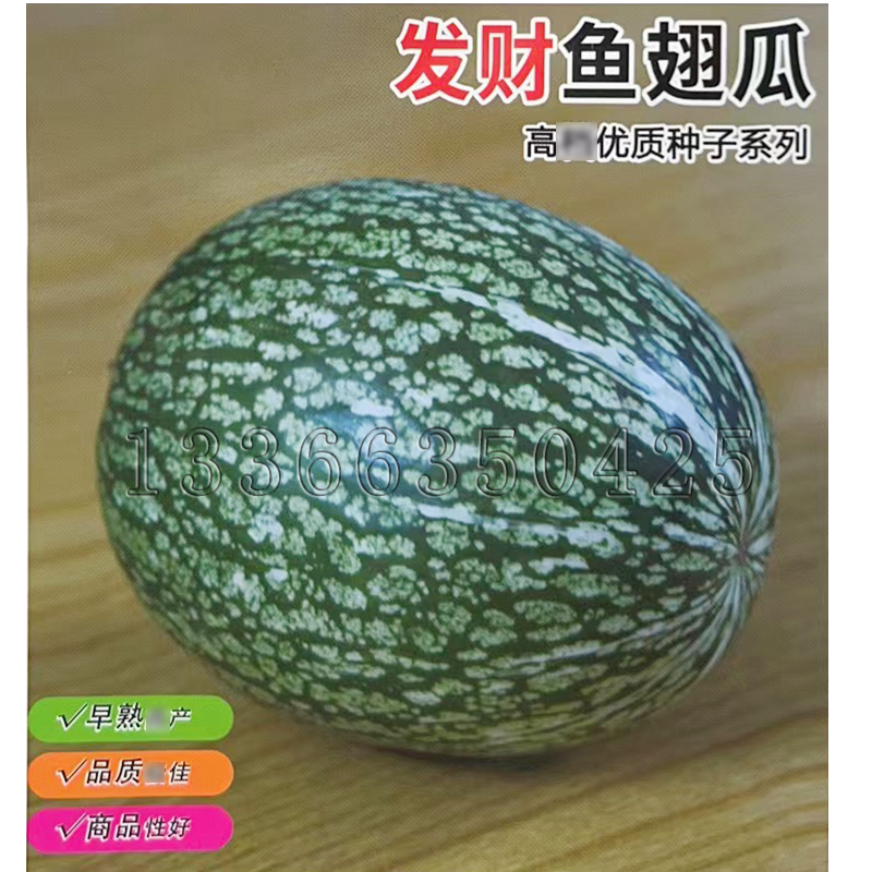 鱼翅瓜种子 秋播早熟花硬皮黑籽南瓜米线瓜粉丝瓜看瓜籽南瓜种子