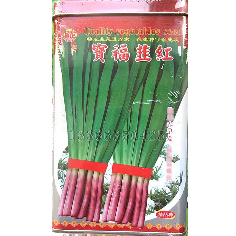 春露地早小拱棚红根韭菜种子