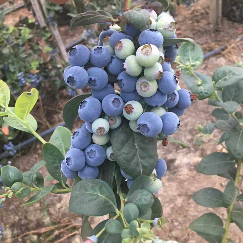 3加仑老桩蓝莓珠宝带盆土带果实发货 春播水果苗种苗云南基地直发