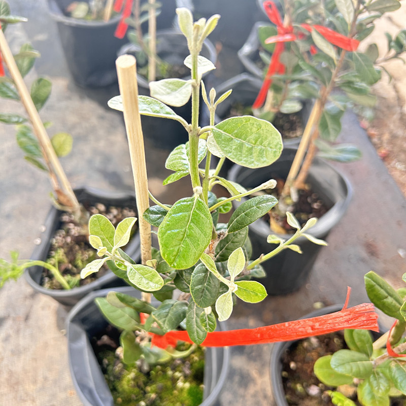 菲油果树苗带花苞 费约斐济果安德烈种嫁接2年苗水果树苗香味浓郁
