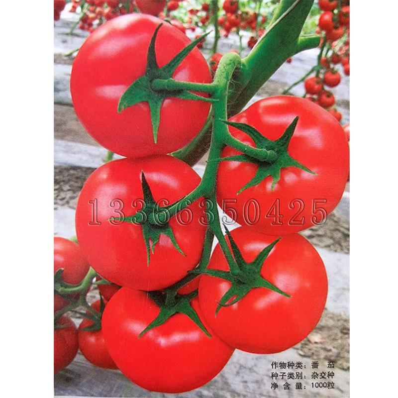 越夏秋延迟抗青枯病红果番茄种子