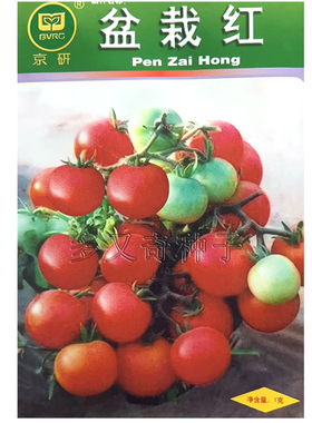 盆栽红番茄种子  春播阳台盆栽矮生红色樱桃小柿子种子皮薄口感好