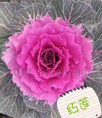 红莲羽衣甘蓝种子秋冬播红色羽衣甘蓝叶牡丹种子观赏食用蔬菜种籽