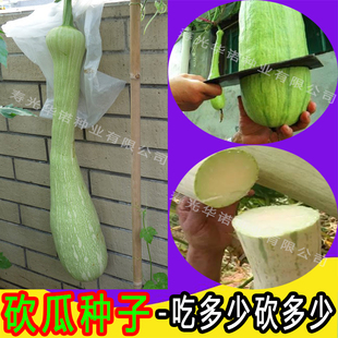砍瓜种子 观赏食用南瓜葫芦瓜种子 爬藤蔬菜种子盆栽庭院田园春播