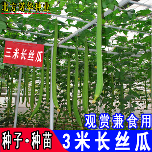 长丝瓜蛇瓜种子阳台庭院盆栽蔬菜瓜果种籽苗四季种特长丝瓜菜籽
