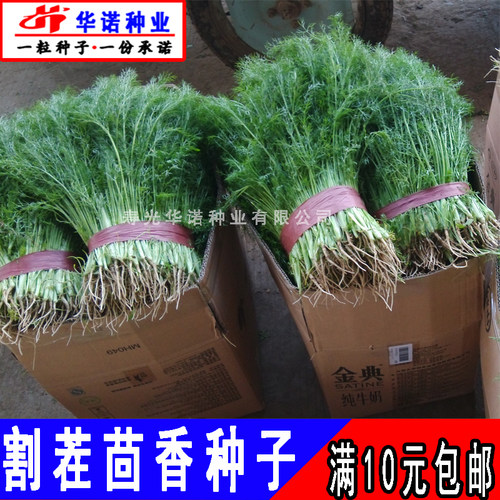多次采收割茬茴香种子四季播