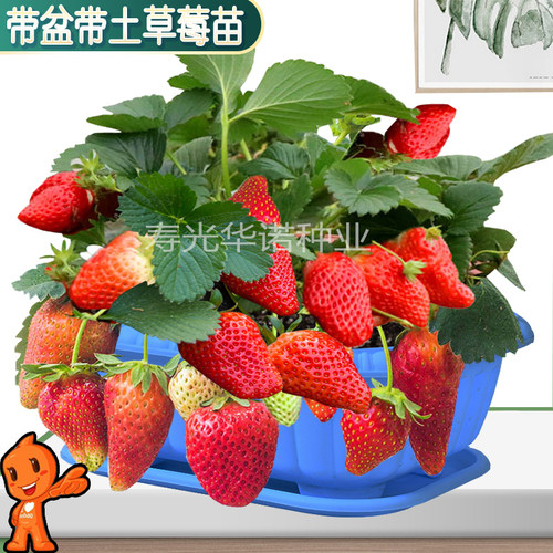 种子苗白红水果香甜奶莓盆带