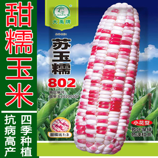 多彩色甜糯玉米种子种籽甜加糯彩糯棒子水果香糯黏粘四季菜种籽春