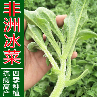非洲冰菜种子冰草特色蔬菜种籽四季生吃蘸酱多次采收盆栽农家菜籽