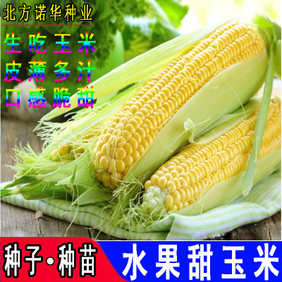 农家水果玉米蔬菜种子