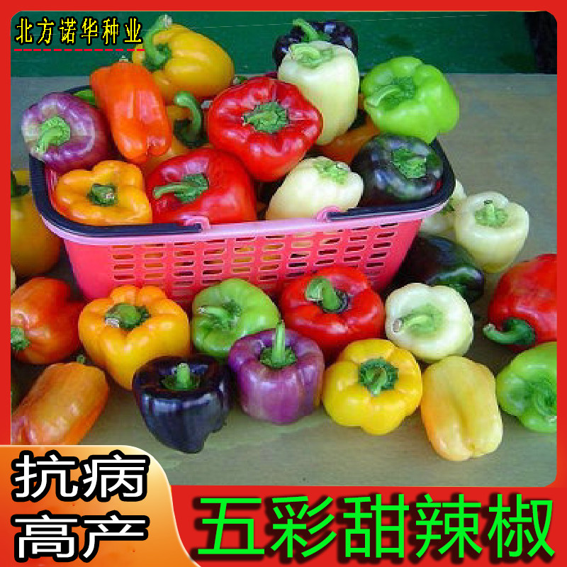 进口五彩甜椒种子秧苗太空椒灯笼椒彩椒圆椒辣椒种籽四季蔬菜种苗_虎窝淘