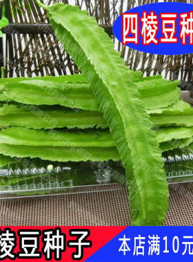 蔬菜庭院田园盆栽种子四棱豆