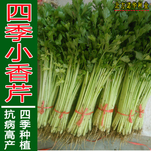 四季小香芹种子玻璃脆马家沟毛芹脆嫩芹菜籽蔬菜种籽孑盆栽菜园春