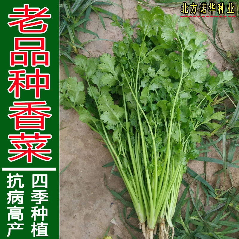四季大叶香菜种子莱西小叶芫荽种籽孑老品种农家盆栽苗蔬菜种子,鲜花速递/花卉仿真/绿植园艺,家庭园艺种子,淘宝优惠券,粉丝福利购,淘宝优惠卷