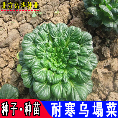 乌塌菜蔬菜种子四季播