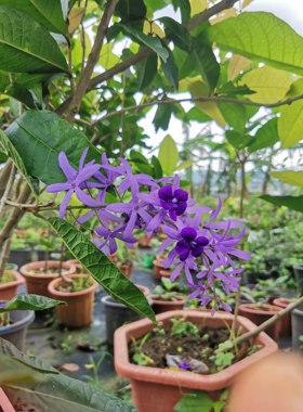 泰国大叶蓝花藤许愿藤阳台庭院网红四季开花爬藤大叶兰花藤包对版