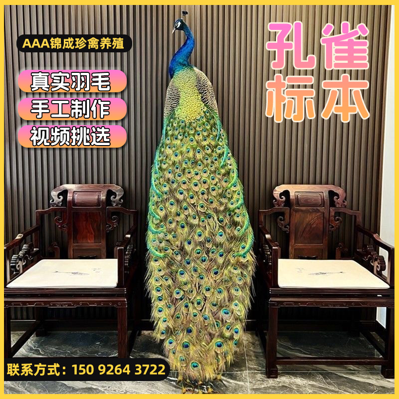 孔雀标本摆件天然真羽毛开屏孔雀装饰摆件