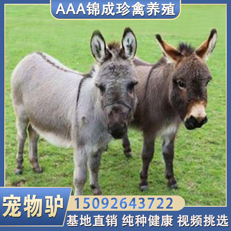 迷你宠物驴活物幼崽小毛驴景观赏区宠养物驴小型迷儿你童骑乘驴殖