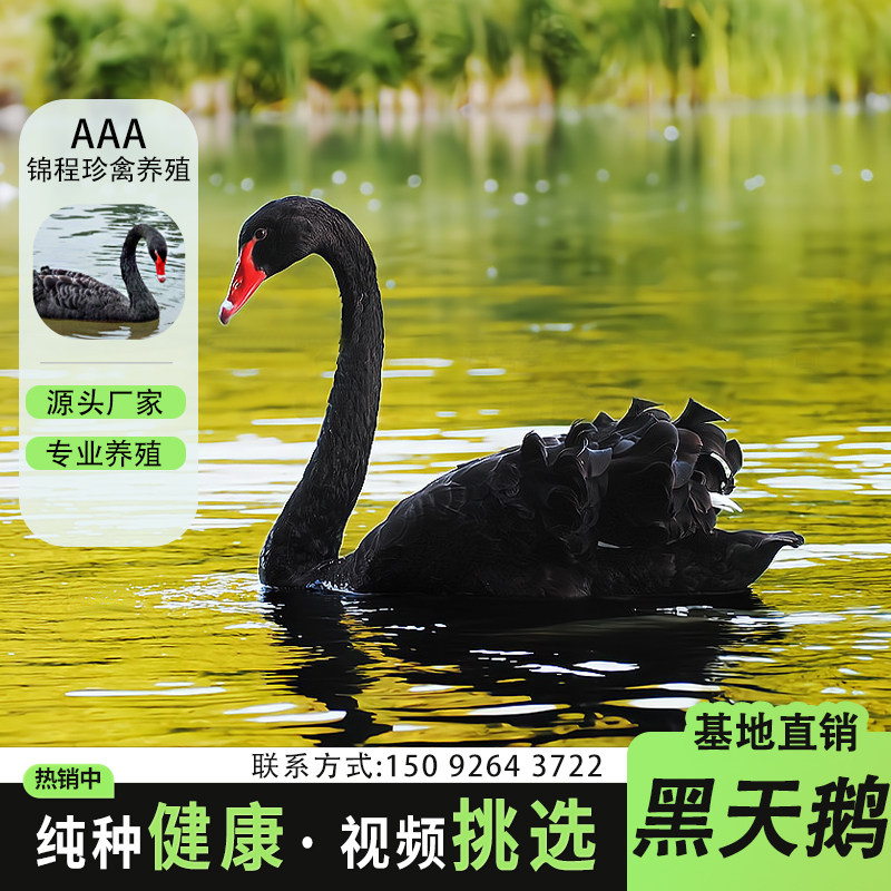 黑天鹅活体景区观赏小天鹅活苗幼苗一对养殖成年黑天鹅种鹅活物高性价比高么？