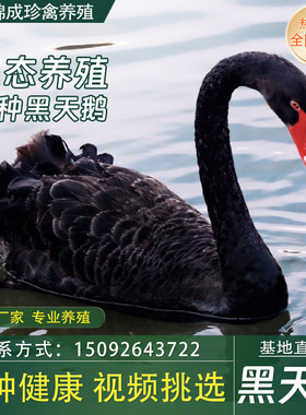 黑天鹅活体景区观赏小天鹅活苗幼苗一对养殖成年黑天鹅种鹅活物