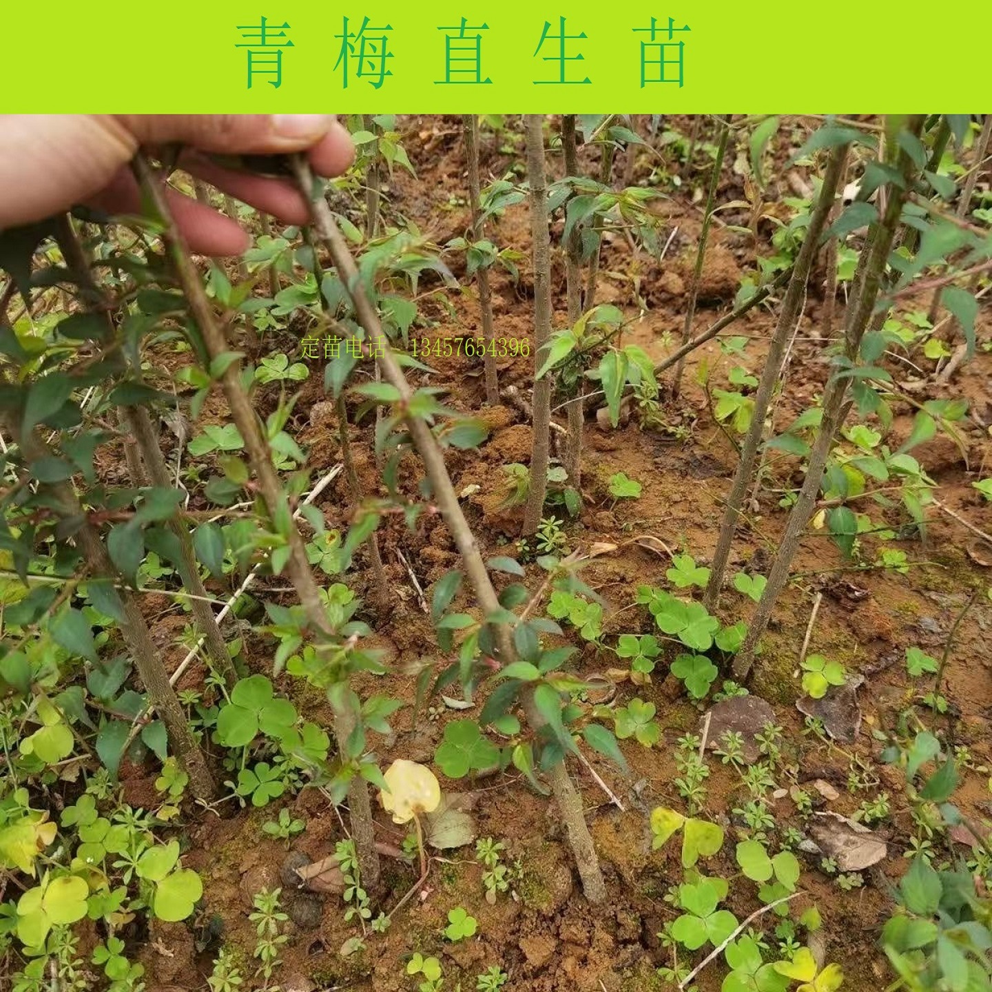 青梅直生苗多肉酸梅苗梅花砧木苗