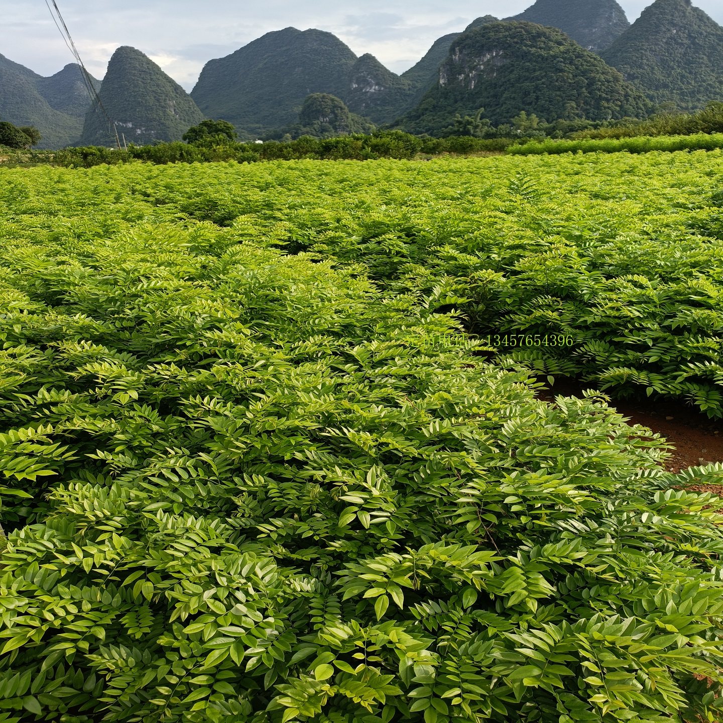 黄花梨苗海南黄花梨好管理图片