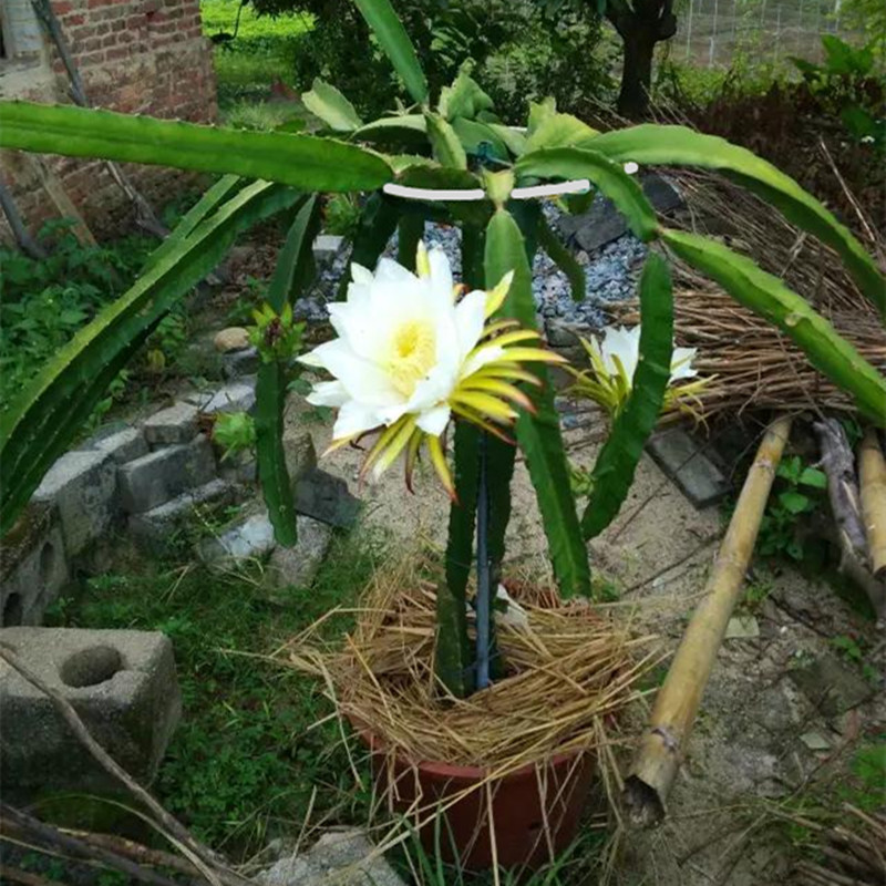 免埋火龙果支架不锈钢圆形架葡萄苗盆栽种植固定专用支架爬藤花架