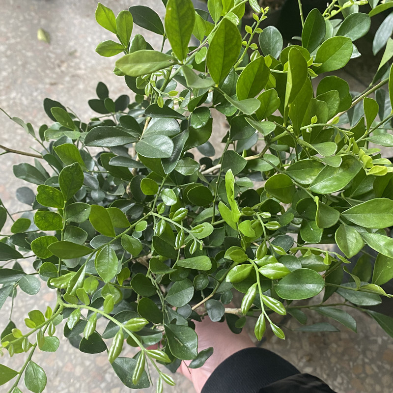 九里香绿植庭院夏季开花很香