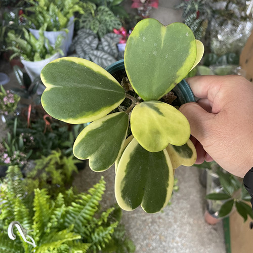 心形叶片带锦绿植心叶球兰办公桌