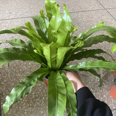 鸟巢蕨盆栽室内蕨类植物客厅北欧风桌面绿植