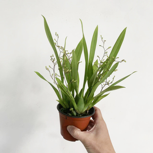 光宗粉文心兰梦香兰盆栽带花苞花卉植物室内花办公室观赏花卉绿植