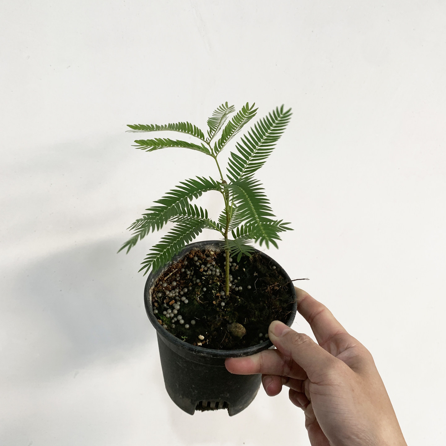 密叶猴耳环盆室内好养活绿植,鲜花速递/花卉仿真/绿植园艺,绿植,淘宝优惠券,粉丝福利购,淘宝优惠卷