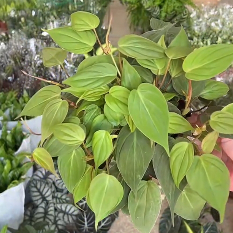 云母蔓绿绒爬藤植物盆栽