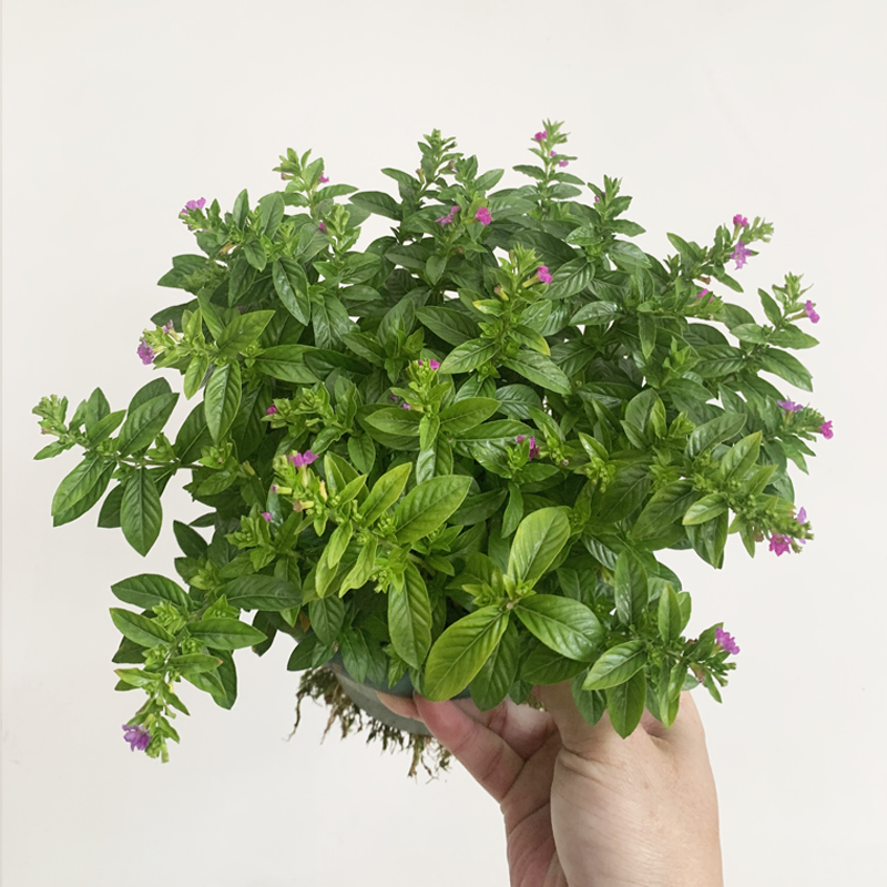 满天星花卉植物庭院四季带花苞