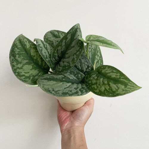 银斑葛客厅吸甲醛好养活绿植