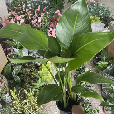 天堂鸟盆栽室内好养的绿植小盆栽
