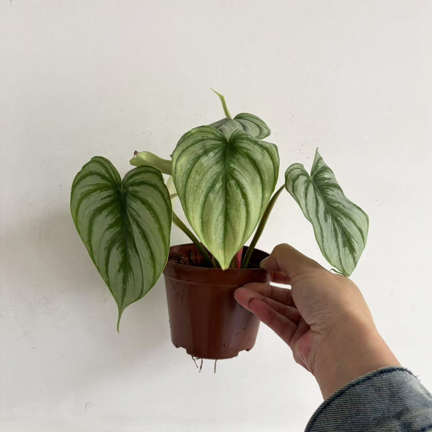 西瓜碧浪蔓绿绒盆栽网红ins风北欧风格室内观叶植物