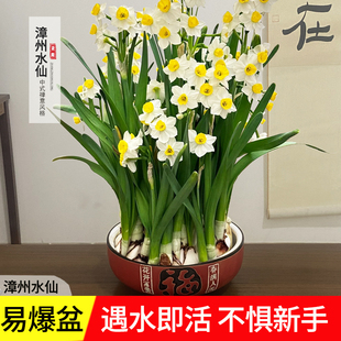 水仙花水培植物盆喜阳耐暴晒耐寒花卉