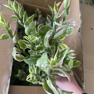 红雀珊瑚盆栽苗阳台庭院观叶植物办公室外绿化微景观好养活扭曲草